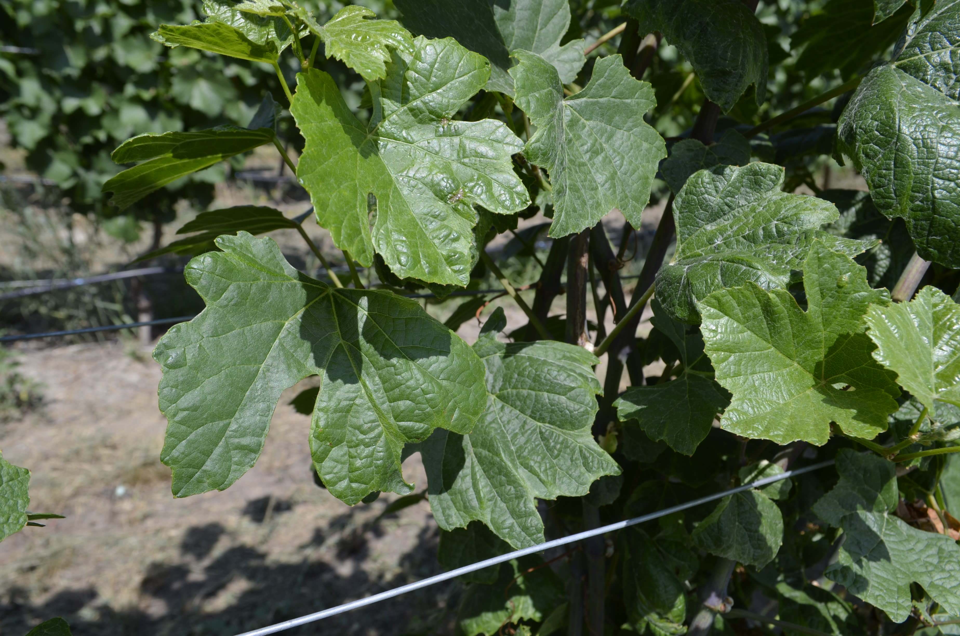 Pinot Gris Virus | CGCN