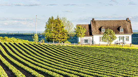 Quebec Vineyard