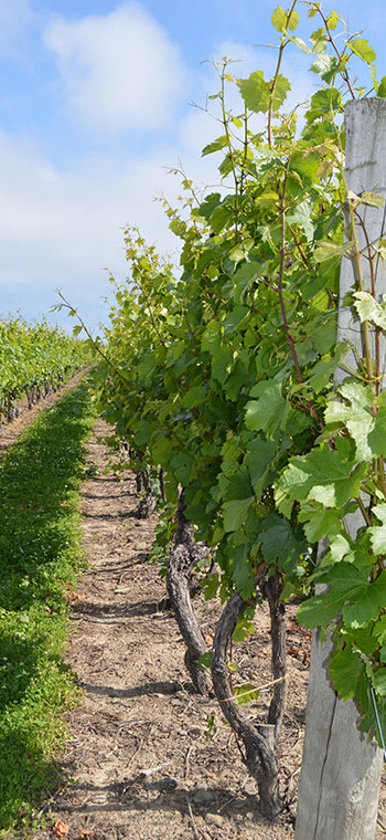 Devenir certifié RCCV / Réseau canadien de certification de la vigne