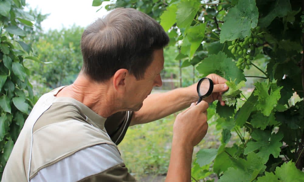 Certification de la qualité des plants de vigne