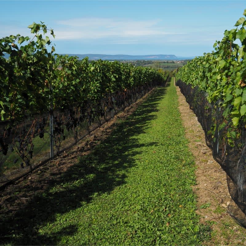 Vignoble de CB